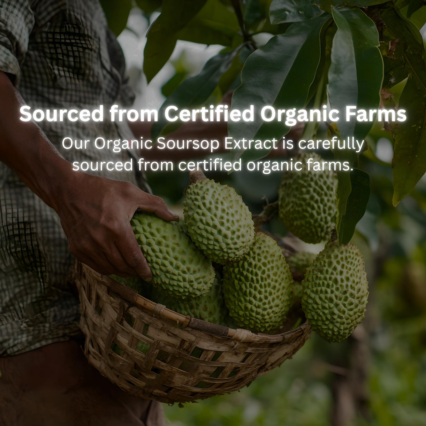 Ultra-Potent Organic Soursop Extract